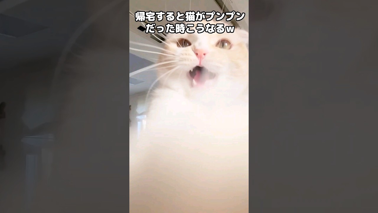 帰宅したら猫がプンプンに怒ってかわいすぎた...笑#shorts