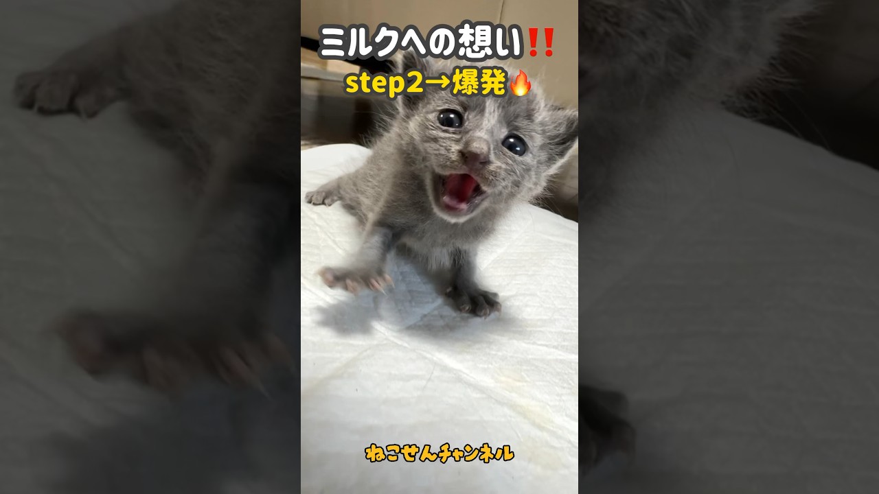 赤ちゃん猫 ミルクへの想い❗STEP2爆発🔥【真冬に保護した赤ちゃん猫】 | ねこせん
