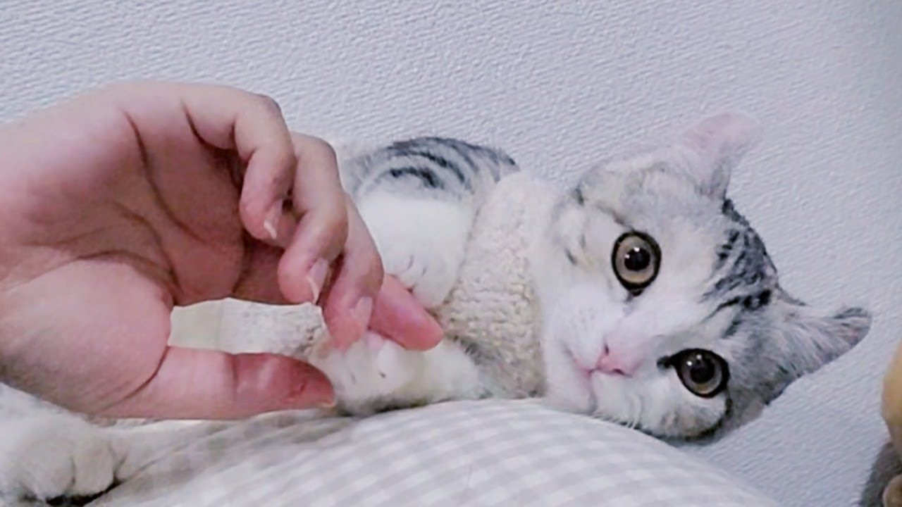 [子猫] ママの手に夢中になっていると、大変なことに！？  #56