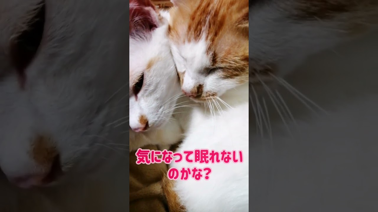 【ねこ動画】ねこ親子が寝ているとこにお邪魔しました🐱 #shorts #猫 #ねこ親子