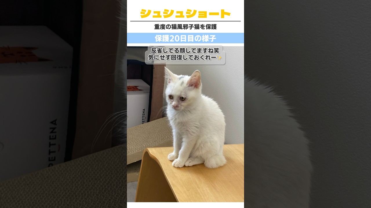 🐈‍⬛ガリガリの子猫を保護しました。その20 #保護猫 #子猫 #ねこ