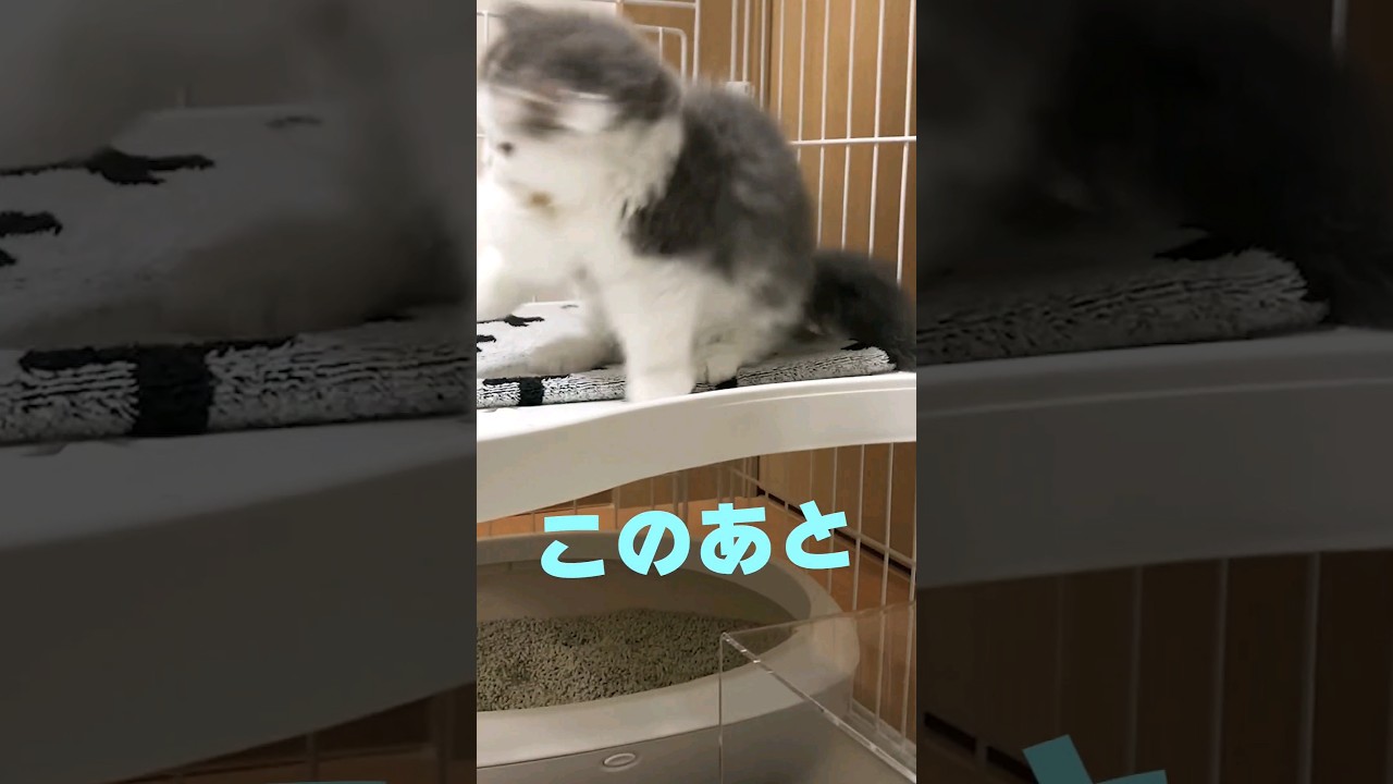 仔猫の怒り！愛猫の短足マンチカンがケージの中で豹変！子猫やんちゃモード！最後は悲しい事態に笑！#仔猫#itten#threatens#munchkin#みるチャンネル#shorts