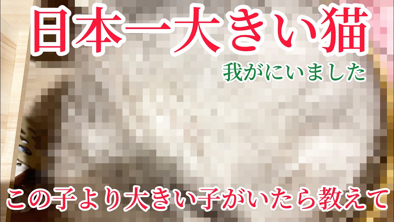 日本一大きい猫が我が家にいます。そのデカさ中型犬