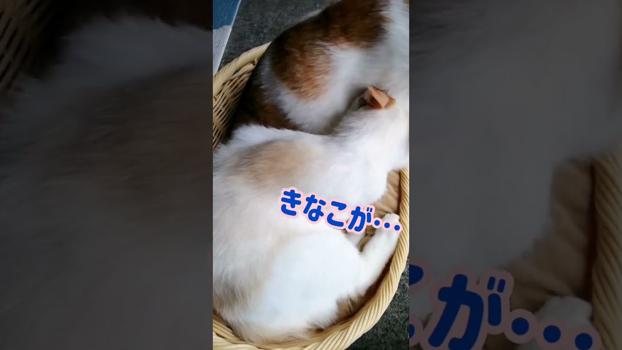 【ねこ動画】🐱お乳をねだるも…最後は…。 #shorts #猫 #ねこ親子