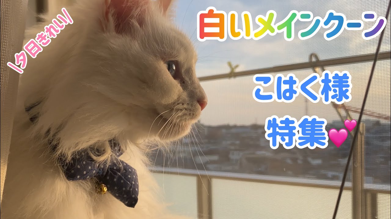 【白猫メインクーン】こはく様特集💕 モフります😍