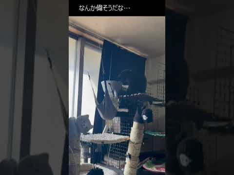 なんか偉そうだな #shorts  #cat #セルカークレックス