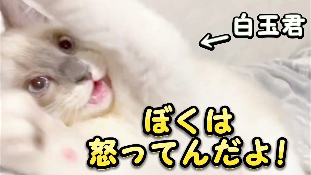 【24万回見られた子猫】暴れる君すぎましたw