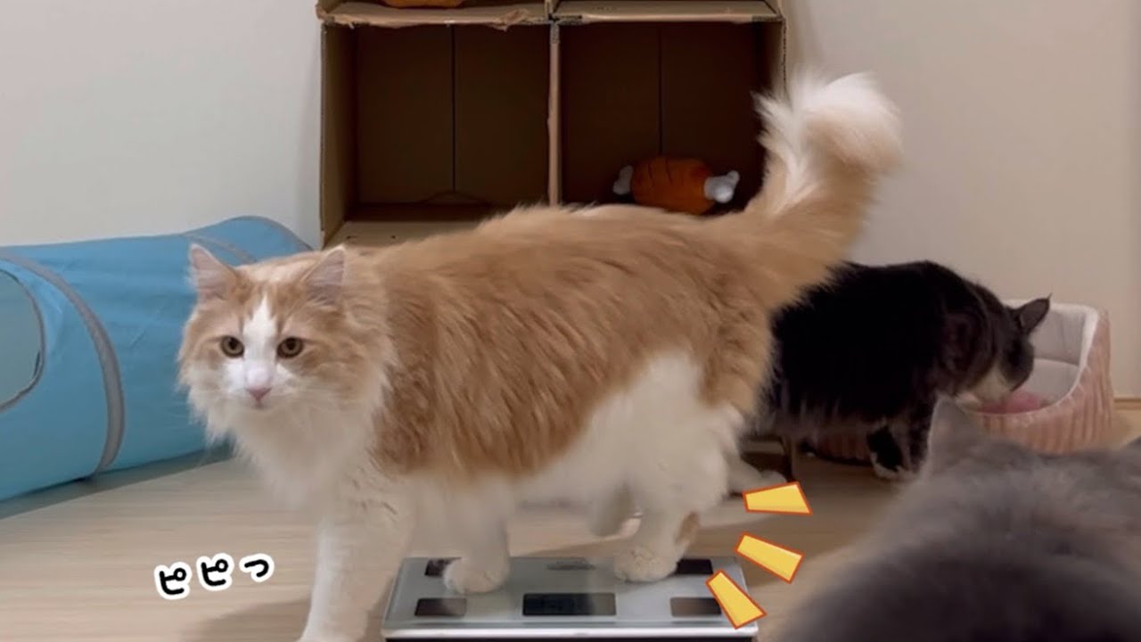 【裏側前半】体重測定の準備をしていたら、偵察に来るもふ猫たちwwターキッシュアンゴラとノルウェージャンフォレストキャット♡