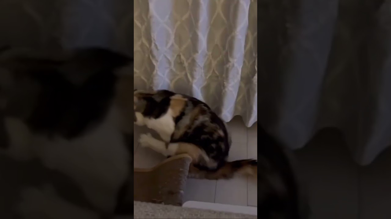 超ロングお尻歩き #猫戦車 #スコティッシュフォールド #ねこ好き