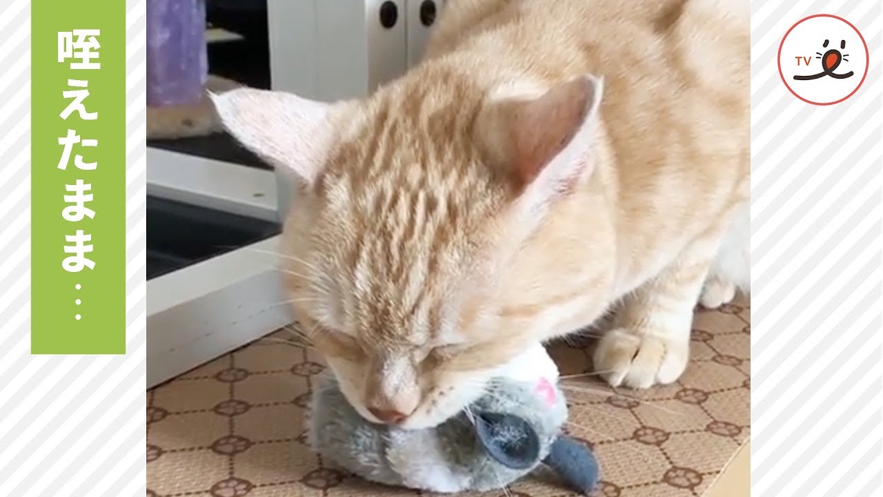 遊ぼうと思っておもちゃを咥えていたら、猫さんに「ある異変」が起きた…😂【PECO TV】