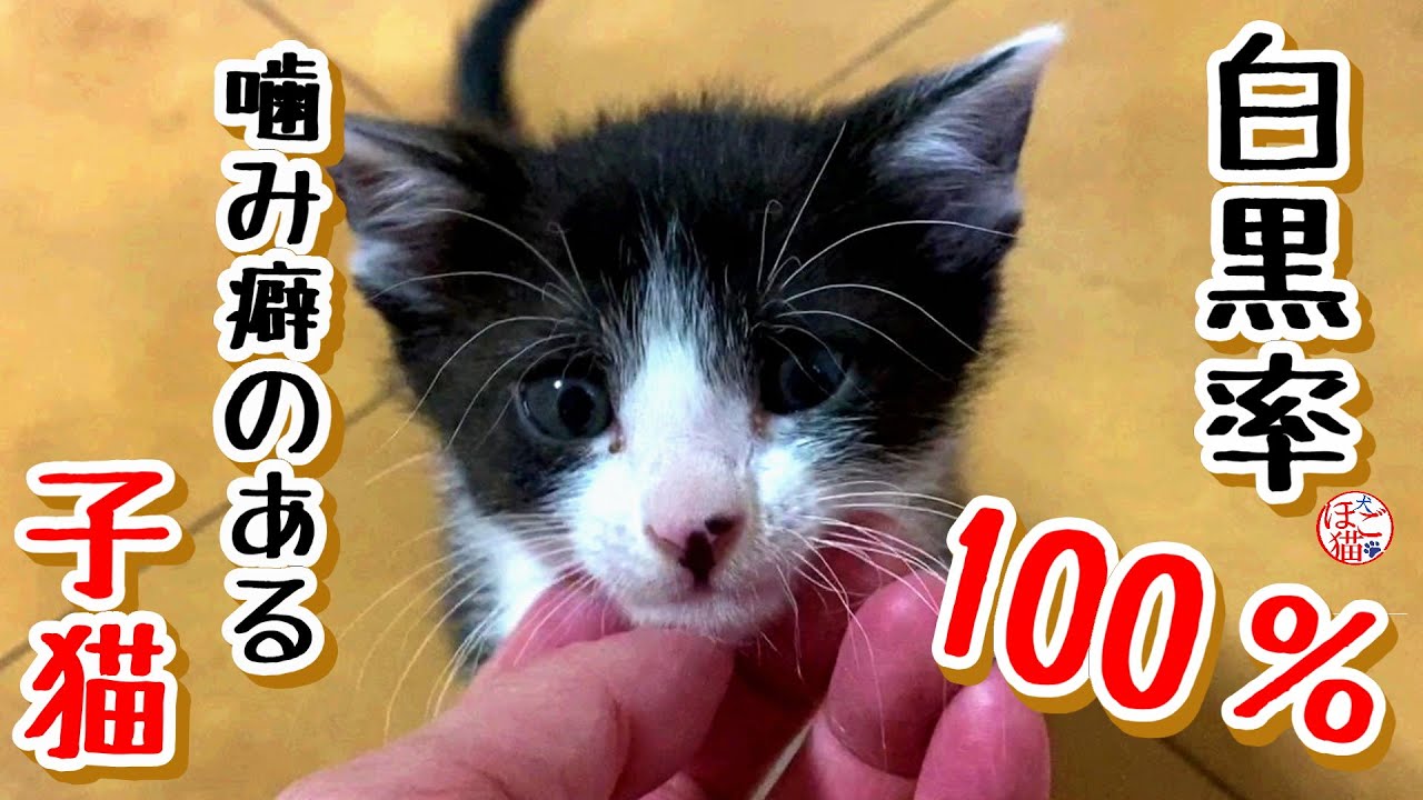 【子猫　子犬　保護】噛み癖のある子猫に振り回されています