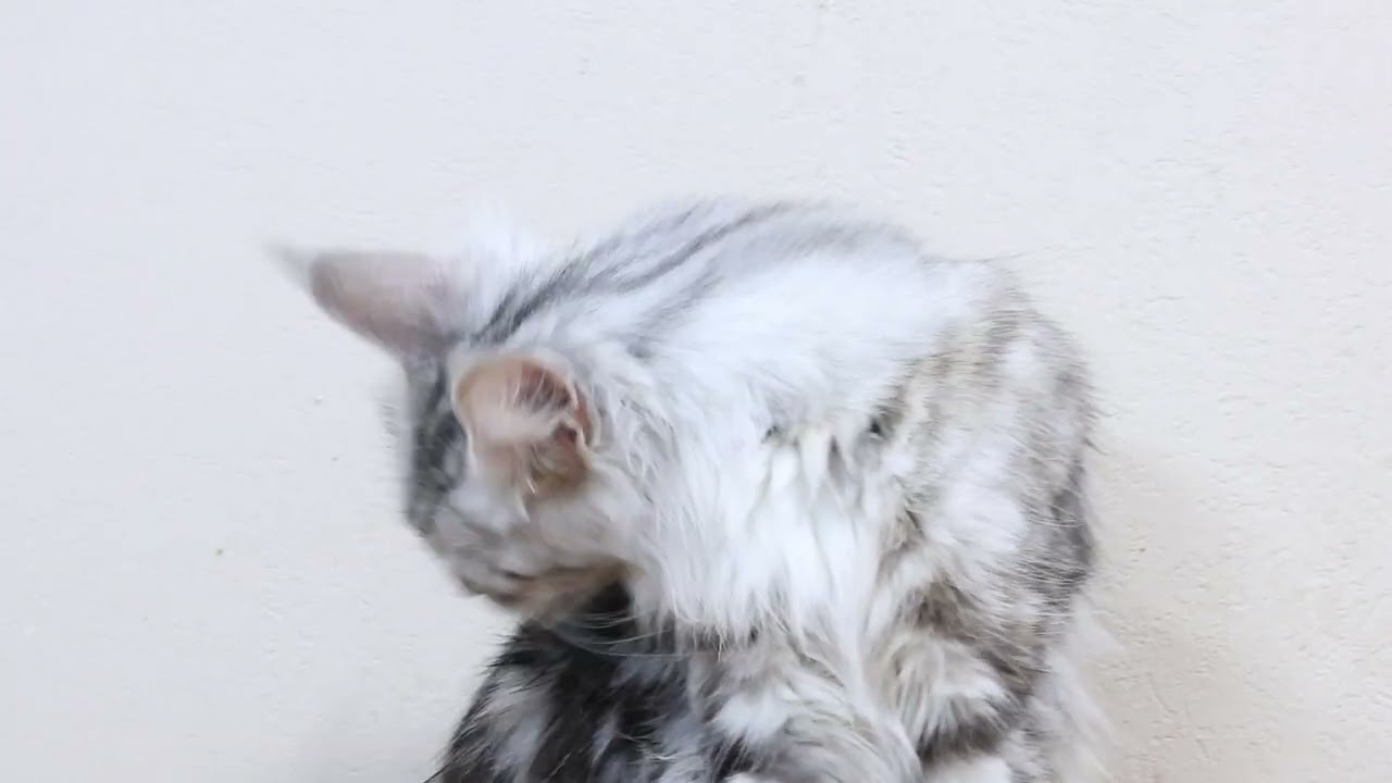 生後2歳メインクーンの豊玉姫