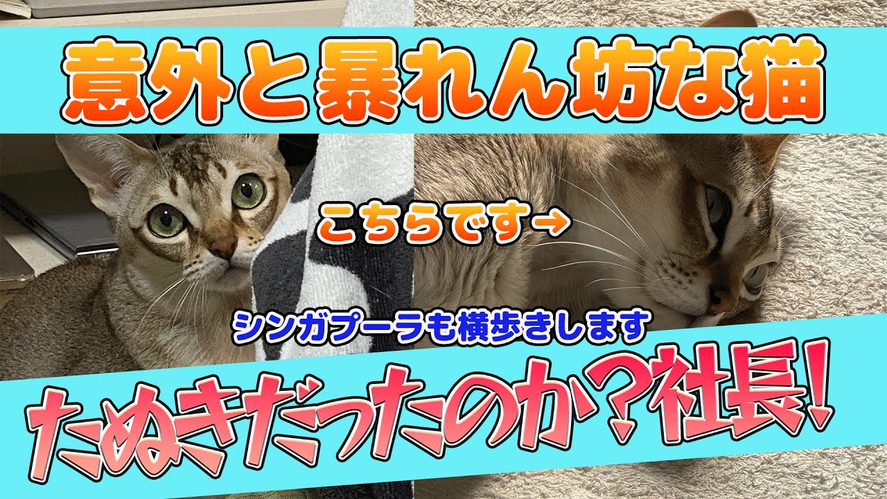 【シンガプーラ】たぬきになったセラ社長！横にステップする瞬間を捉えた！#シンガープーラ #animals #cat