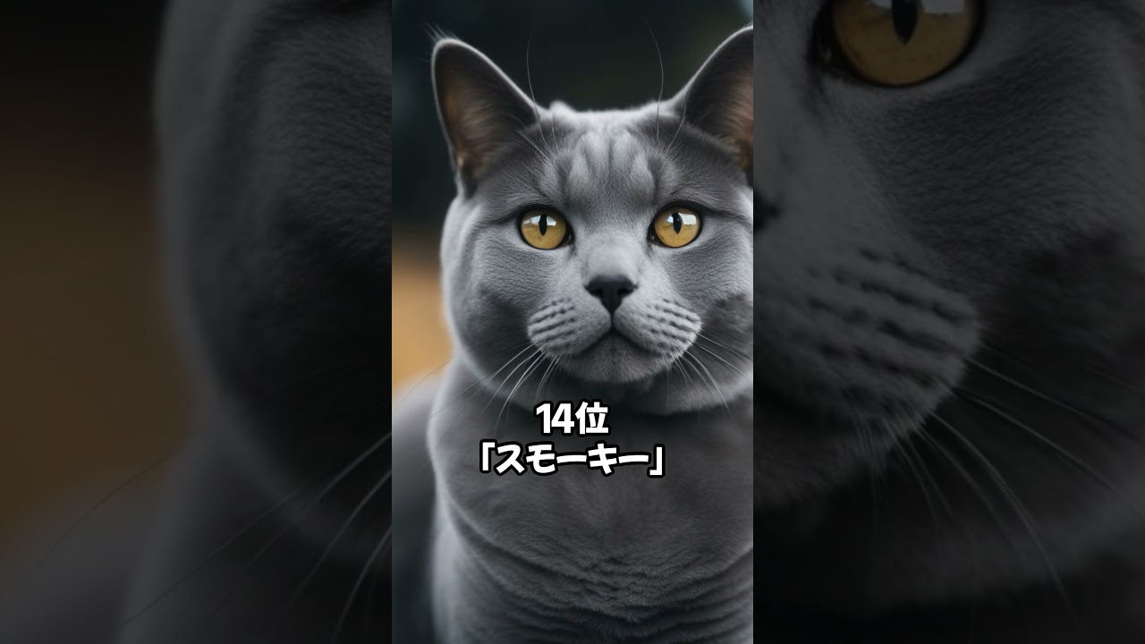 【人気の猫】シャルトリューに多い名前20 #shorts