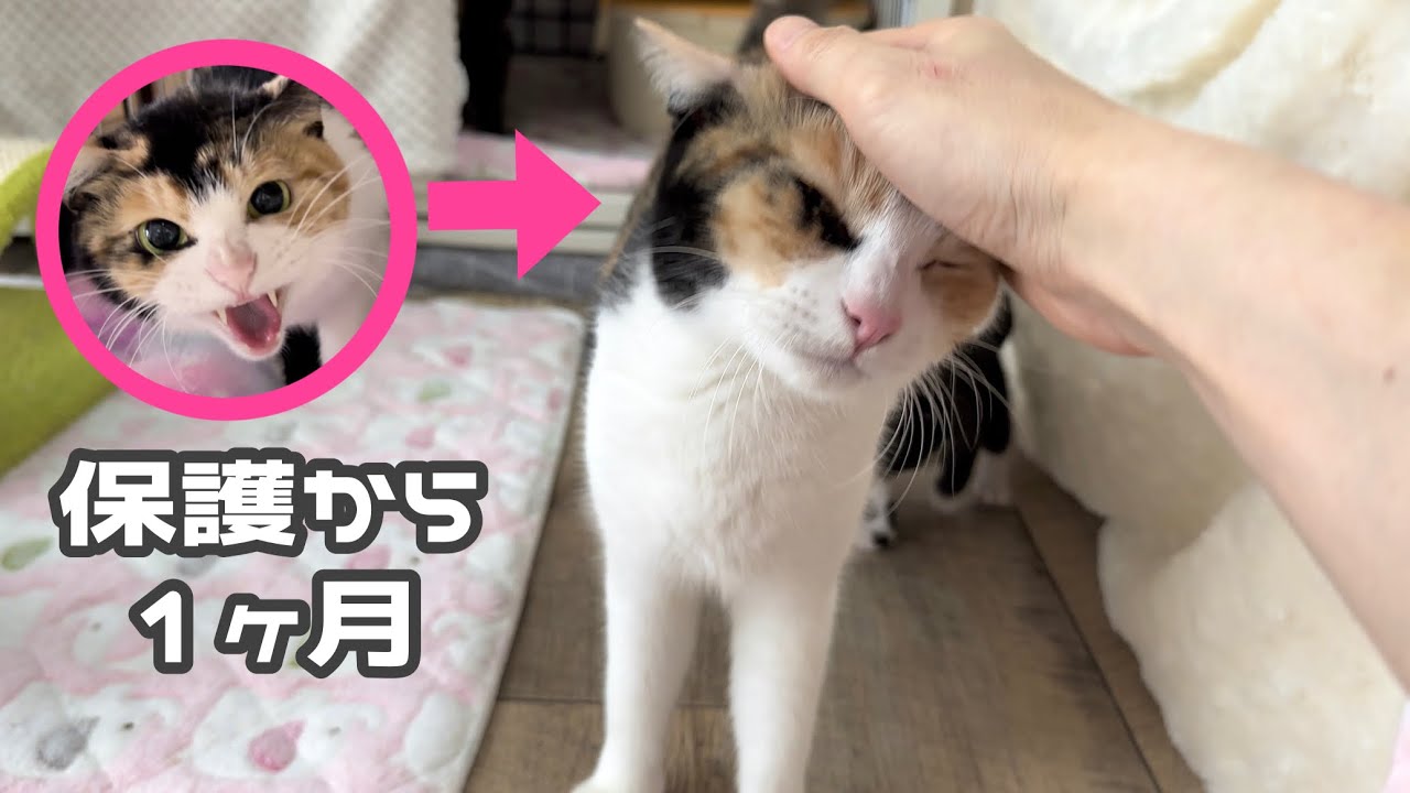 子猫を守るため威嚇していたママ猫に嬉しい変化が【ポノfam物語#26】One month after protection - happy change in mama cat.