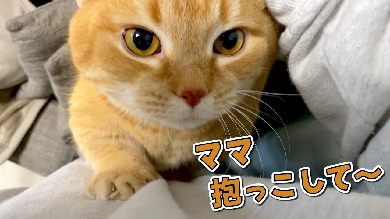 ついにパパ大好きっ子の愛猫がママに乗り換えました！