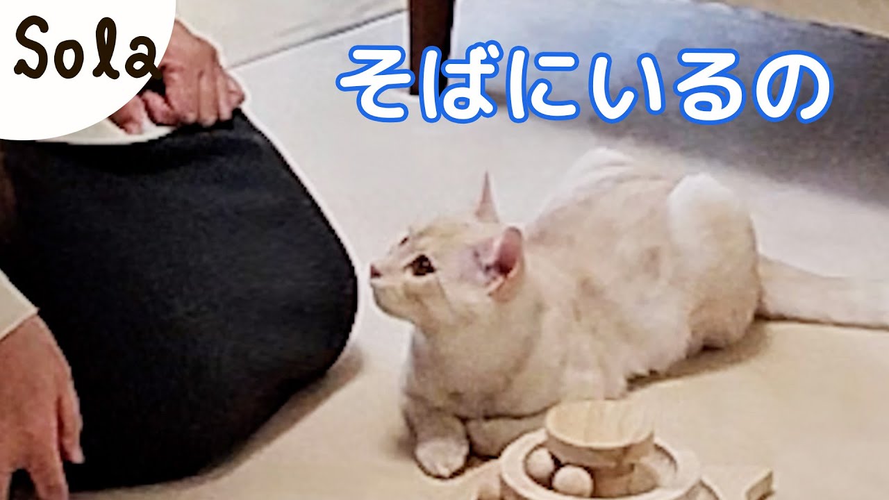困惑!? 部屋のプチ模様替えをしたら飼い主から離れなくなっちゃったけど…［ジェネッタ子猫｜生後４ヵ月］