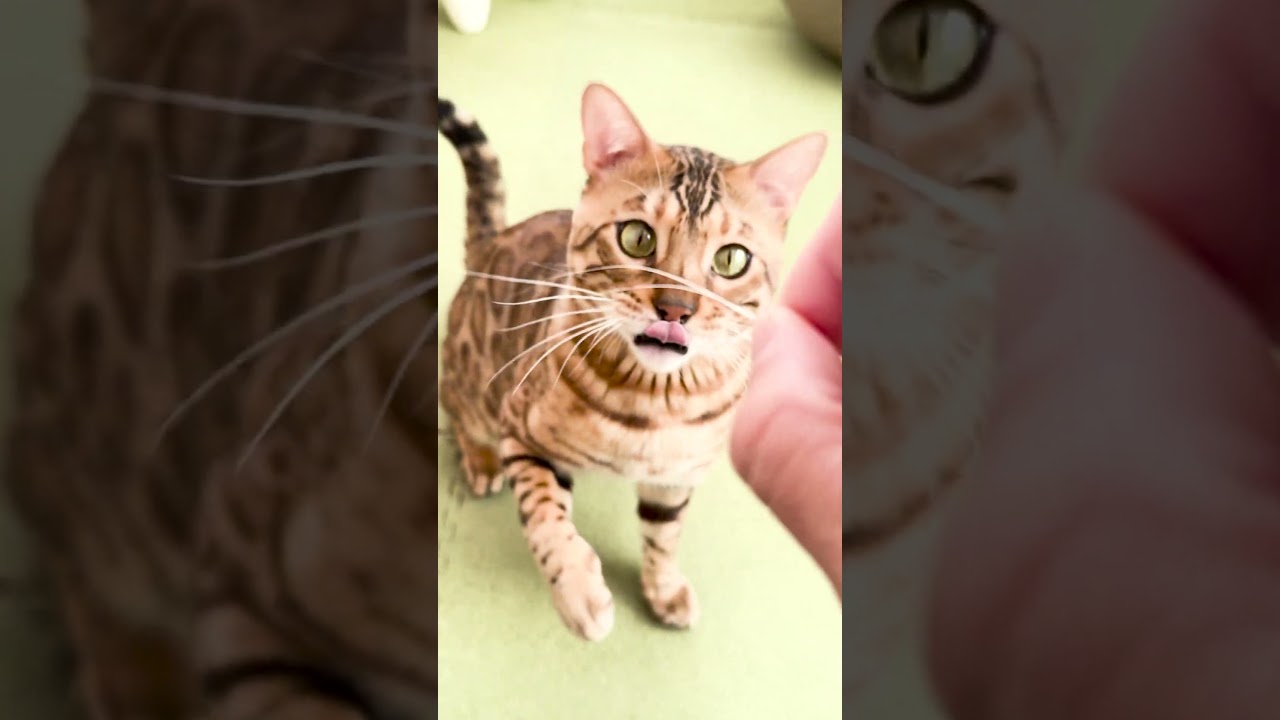 自分のヒゲで遊ぶベンガル猫 #shorts #ベンガル #猫