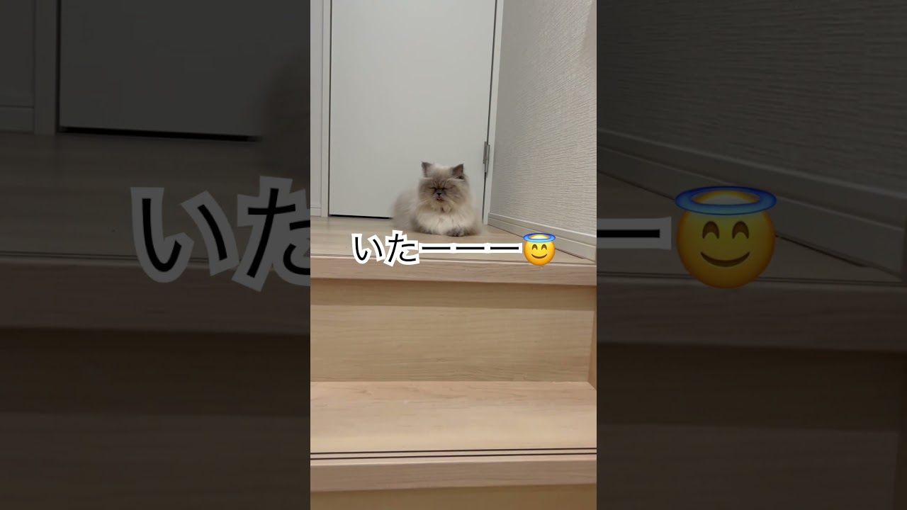 1人になりたかったヒマラヤンのマーベル🐈 #shorts #うちのにゃんこ #ねこ #マーベル #cat #かわいい #ヒマラヤン