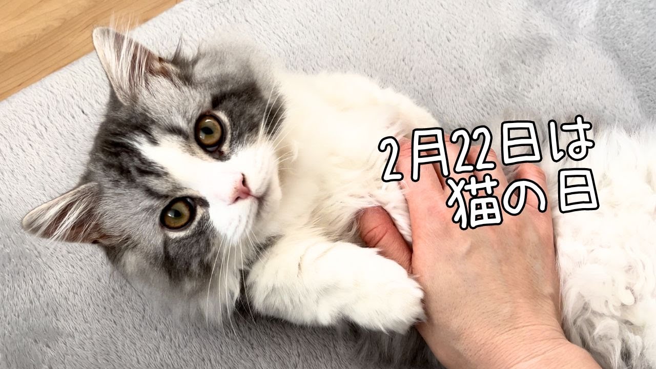 【2月22日は猫の日】新しいおもちゃの反応は…！？猫の日にママと一緒にゴロゴロしました♪