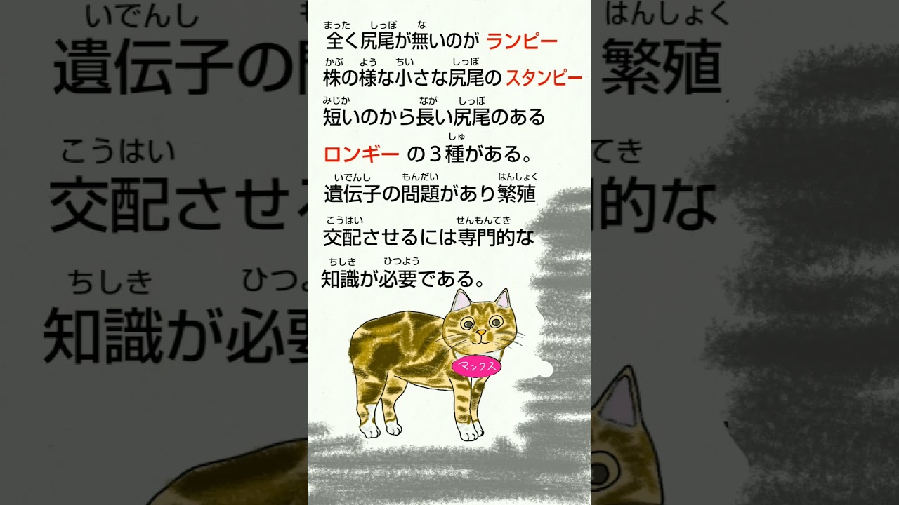 「世界の珍しい猫」スペシャル猫神神社#世界の珍しい猫#猫動画 #cat #インターネット上の神社 #猫好きさんと繋がりたい #神社参拝 #マンクス#マン島