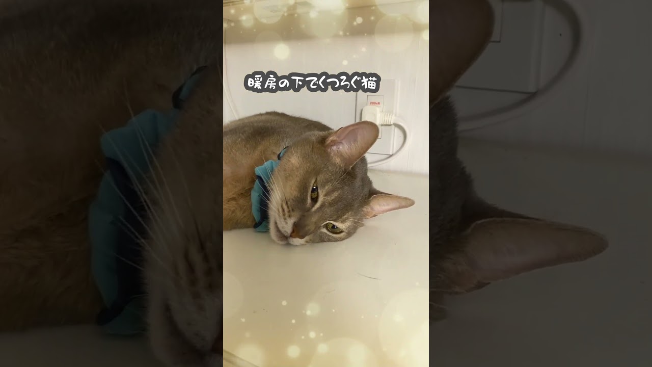 暖房の下でくつろぐ猫  #アビシニアン #shorts #cat #猫のいる暮らし