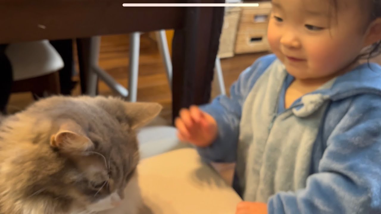 寝る前の子供との触れ合いが日課となった猫　ノルウェージャンフォレストキャット　Cat being greeted by her daughter good night