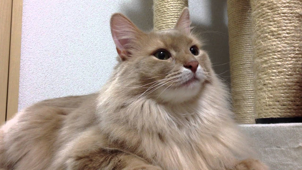 横たわるフォーンのソマリ