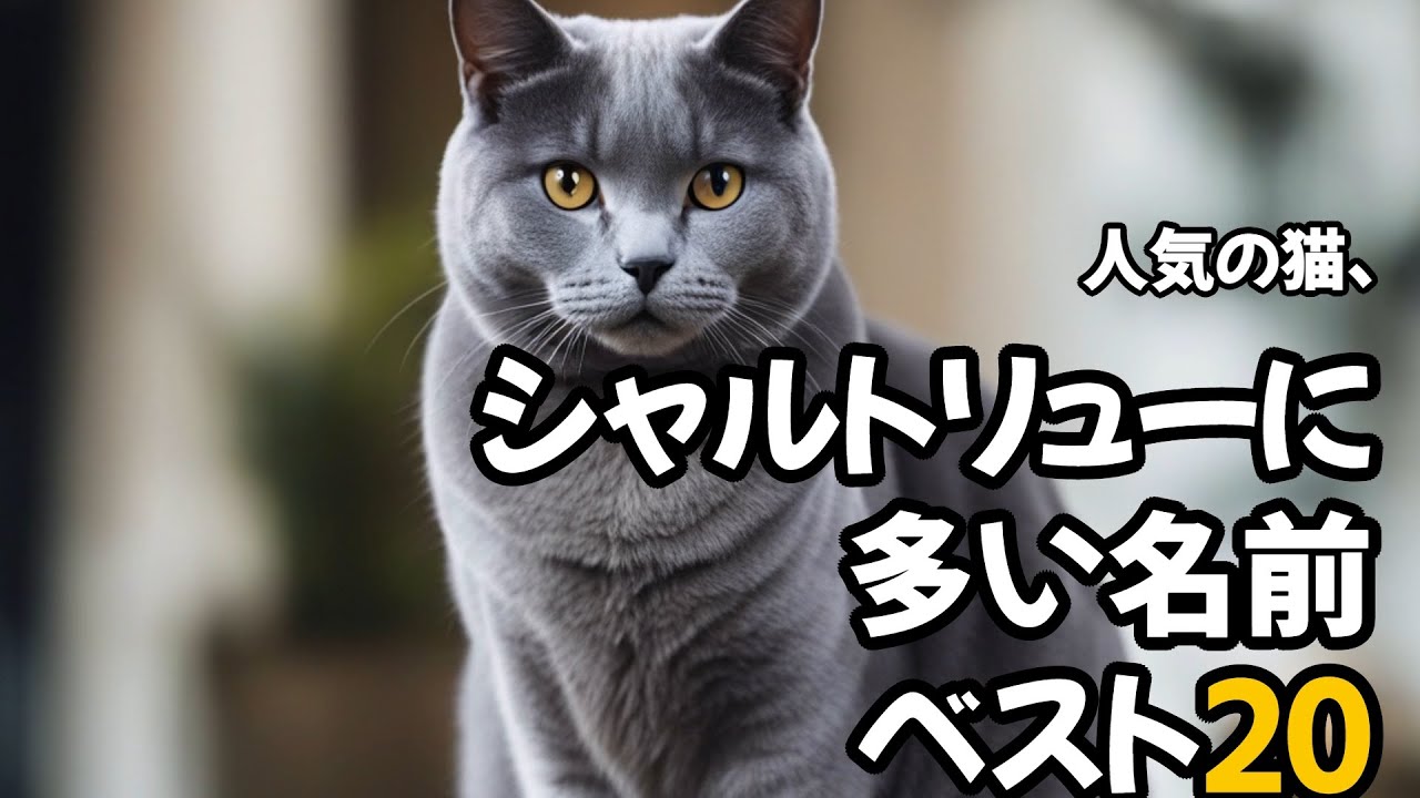 【人気の猫】シャルトリューに多い名前ベスト20