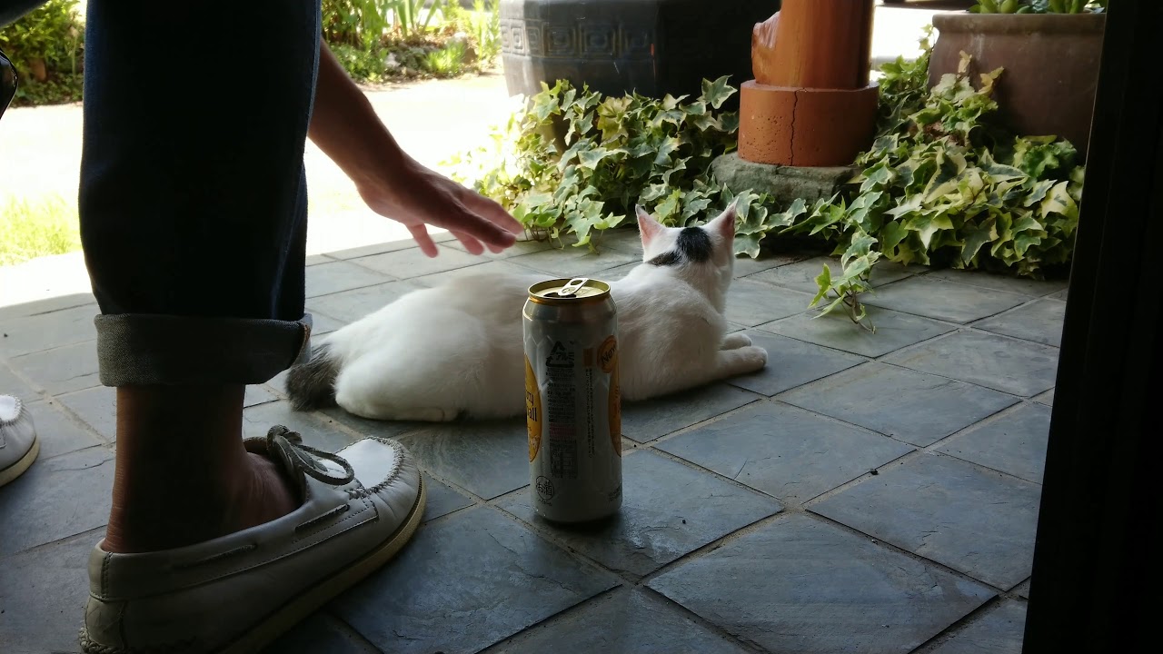 【さんぽねこ】ゆきちゃんを肴に一杯。 まったりと素敵な午後。｜ジャパニーズ・ボブテイル｜熱海｜伊豆｜南熱海｜日本猫｜三毛猫｜猫散歩