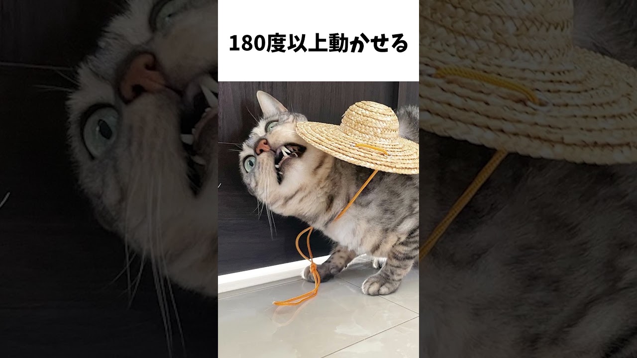 意外と知らない猫の耳の雑学 #猫 #雑学 #ベンガル猫 #猫耳