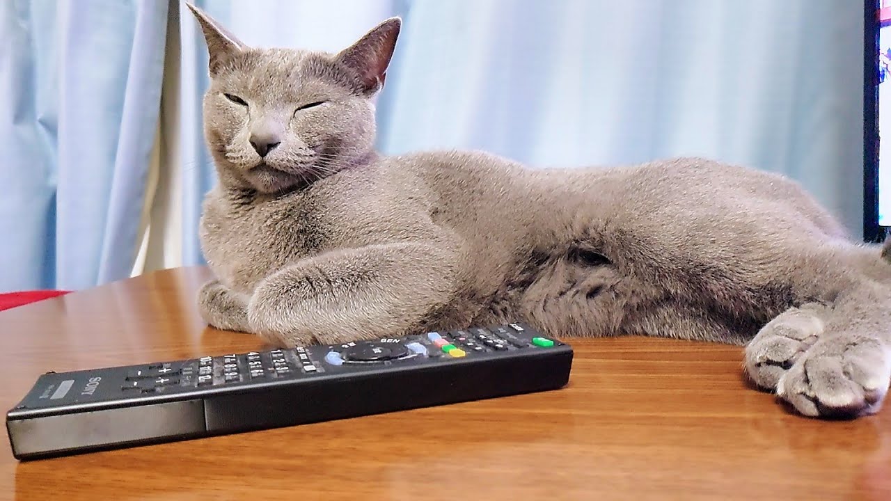 【猫動画】疲れたけど撫でてほしいロシアンブルー【Russian blue】Russian Blue is tired but wants to be petted