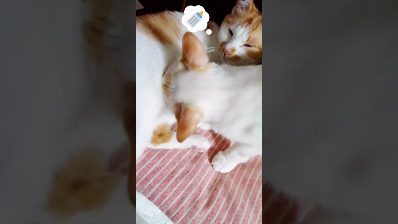 【ねこ動画】お乳をのもうとして足げりされる子猫のゆきちゃん🐱 #shorts #猫 #ねこ親子