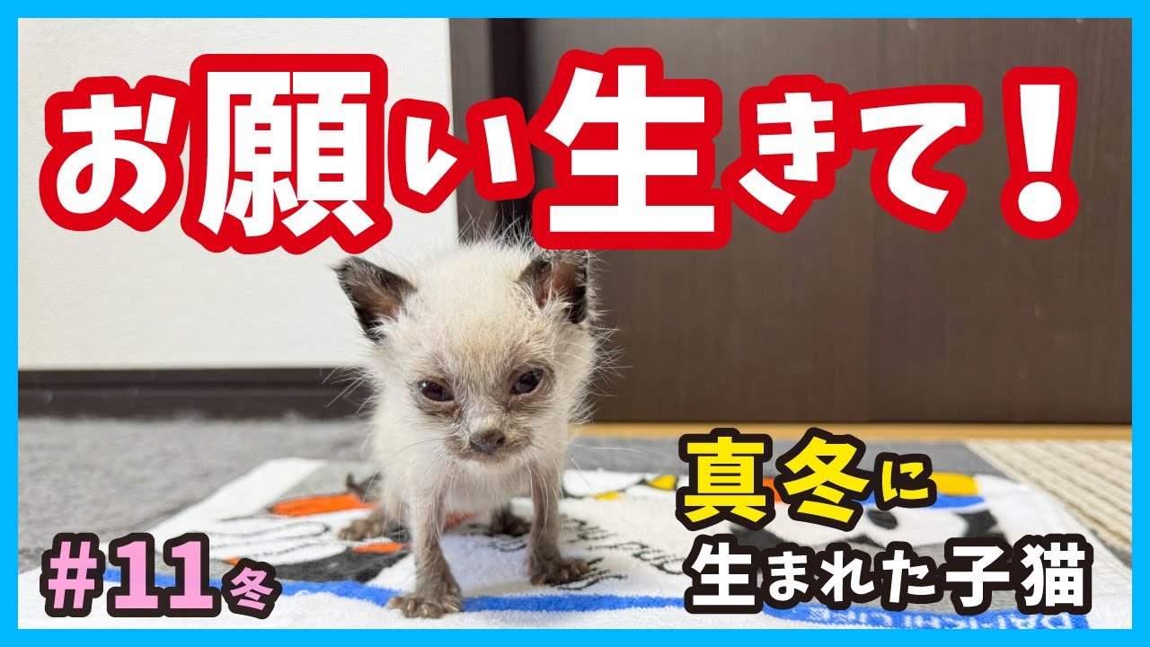 瀕死の子猫、生命力を信じて‥。真冬に保護した子猫はガリガリでミルクが飲めません。（冬11）