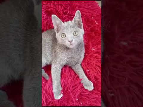 Chat Korat mâle