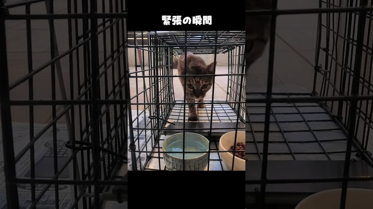 捕獲器を使って子猫を保護しました　 #shorts #cats #猫