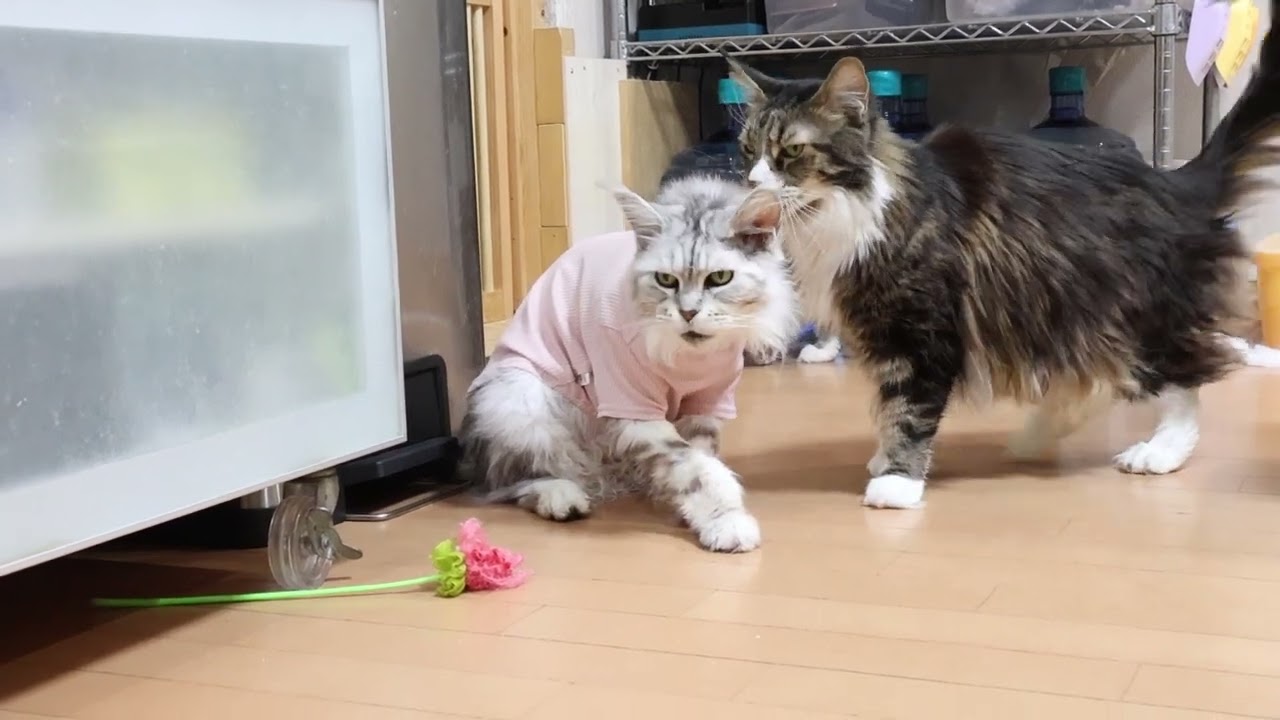 ピンクの洋服を着たメインクーンのクレアさん