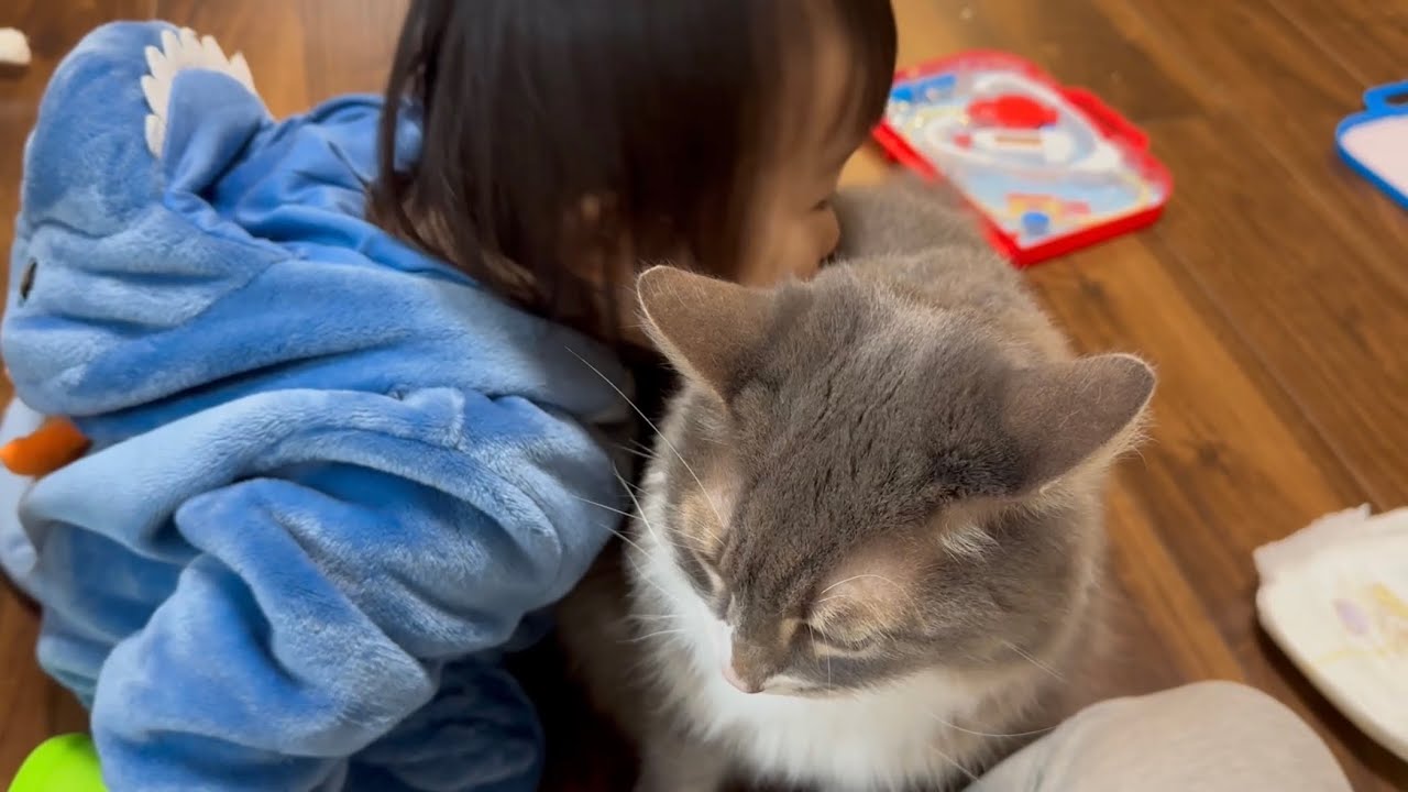 愛情を受け止める猫　ノルウェージャンフォレストキャット　ラガマフィンA cat that accepts love. Norwegian Forest Cat. Ragamuffin.