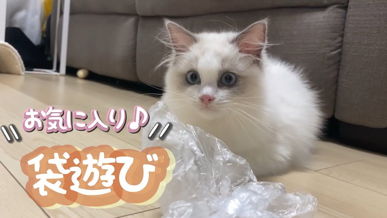 子猫のラグドール、スーパーの袋遊びにハマりました