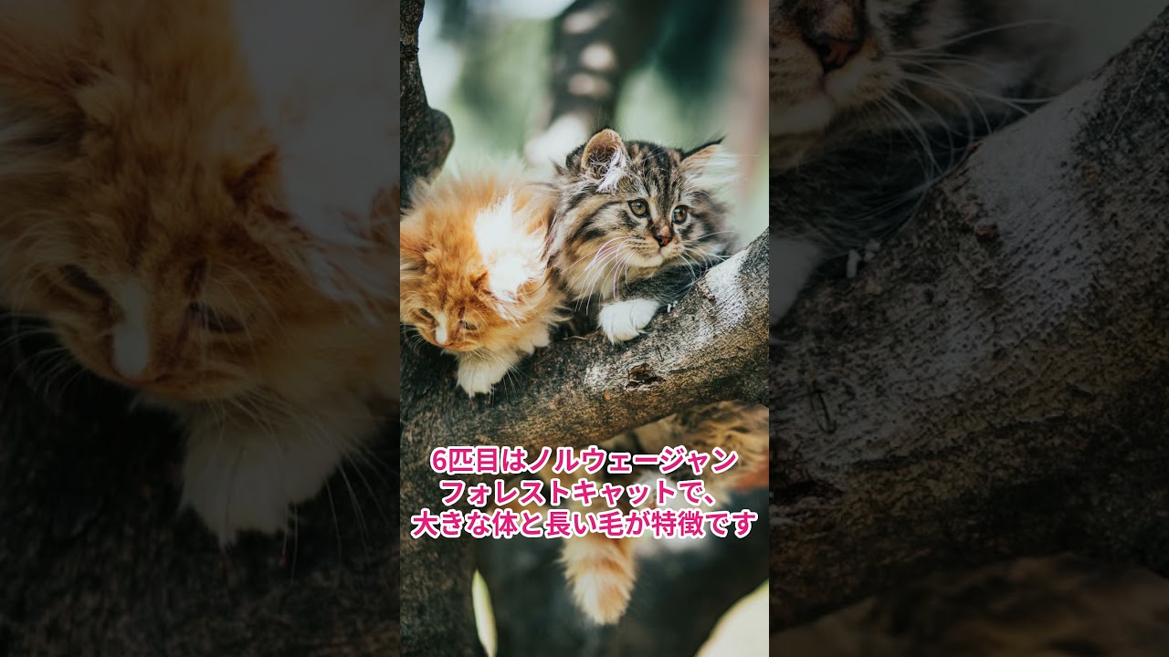 #可愛い子猫10種類 #cat #ねこ #子猫