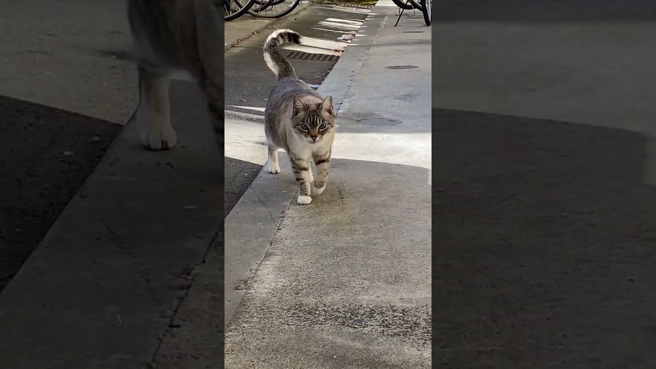 お外で出待ちみーにゃん。 #cat #シャムmix #ねこ #シャムトラミックス #シャムミックス #猫のいる暮らし #シャムトラ #猫 #保護猫