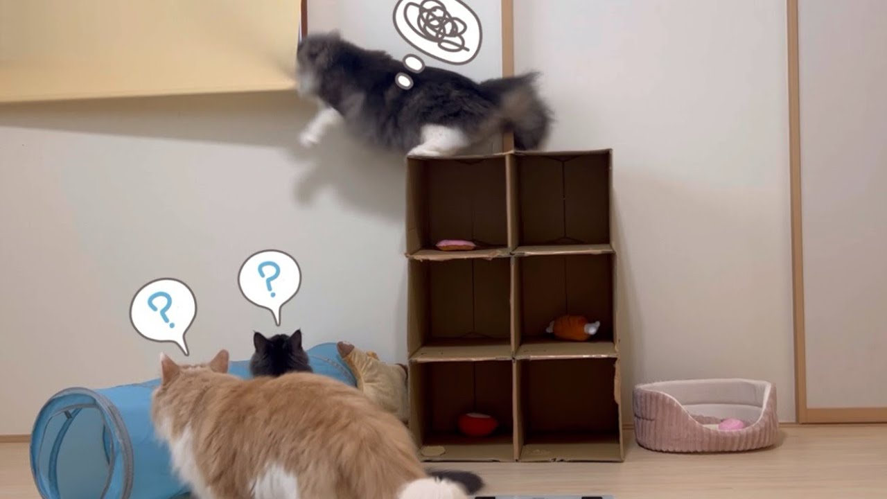 【裏側後半】体重測定中にいろいろ問題が…。ターキッシュアンゴラとノルウェージャンフォレストキャット♡