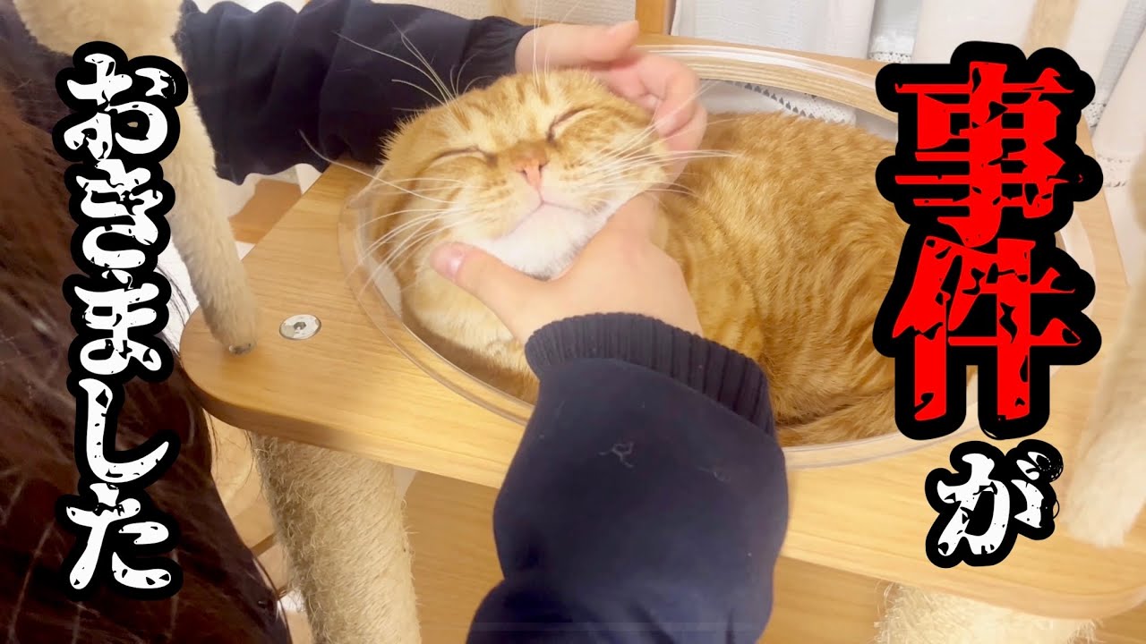 大好きなねぇねに大変な出来事が起きました...！ #猫 #マンチカン