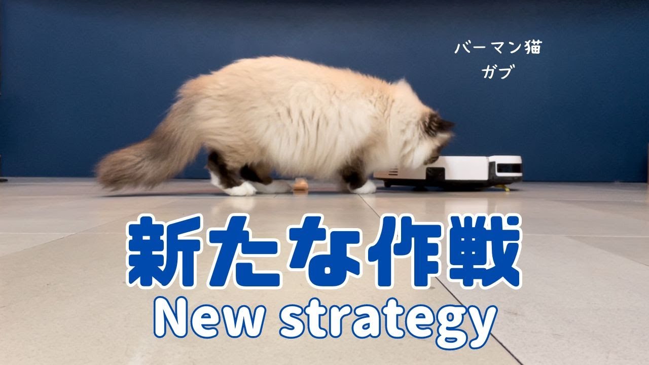 バーマン猫ガブ【新たな作戦】New strategy（バーマン猫）Birman/Cat