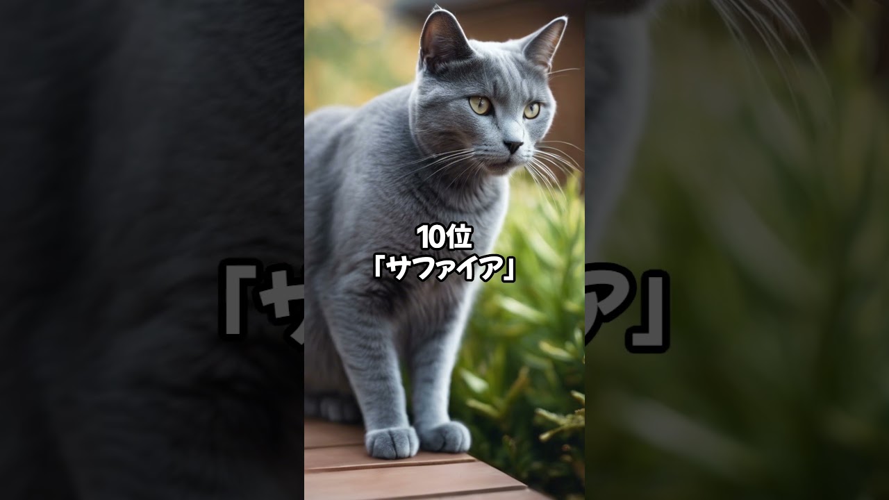 【人気の猫】ロシアンブルーに多い名前ベスト20 #shorts