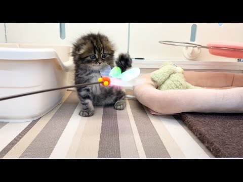 スコティッシュフォールド　希少な折れ耳ちゃん