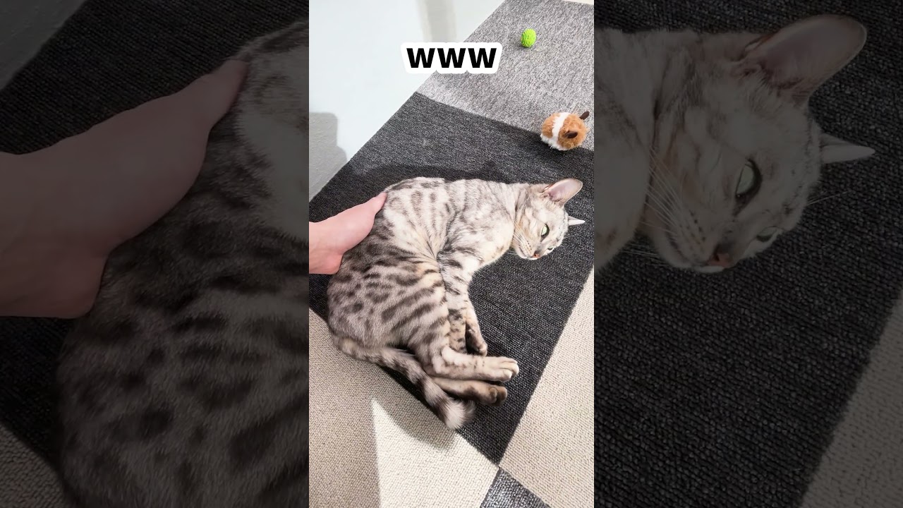 ありがとうって言える猫　#shorts #ベンガル猫 #シルバーベンガル