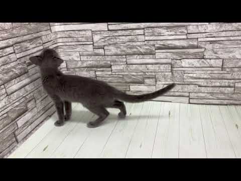 Coo&RIKU　No.660890　ロシアンブルー