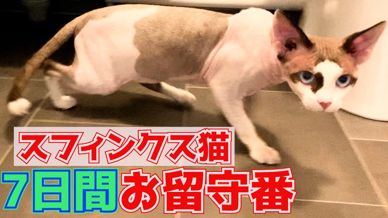 131:７日間友人宅にお世話になるスフィンクス猫