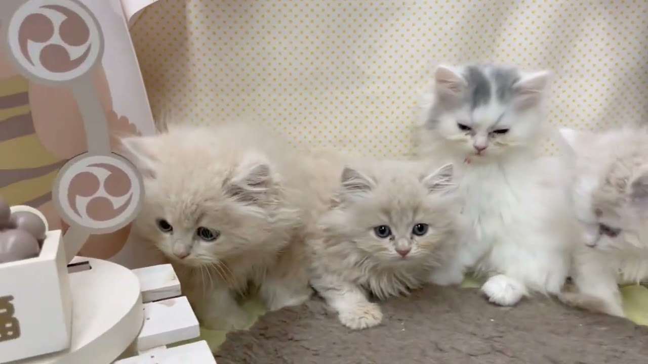 🍼当店出産🍼人気のサイベリアンBaby【パピードリーム】